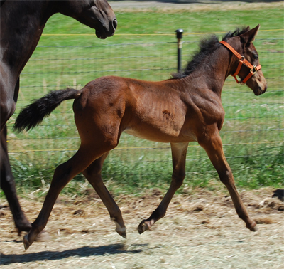 Ravisher's Moon's trots beautifully, two months old